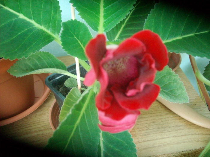 SANY5161 - Gloxinia-2013