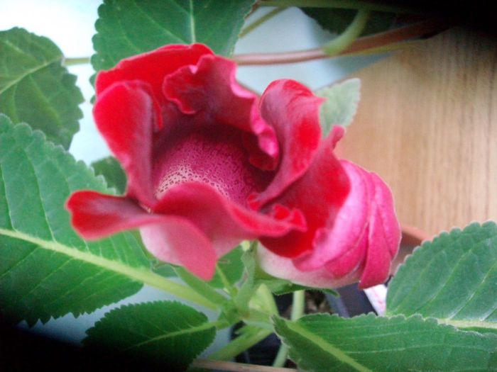 SANY5162 - Gloxinia-2013