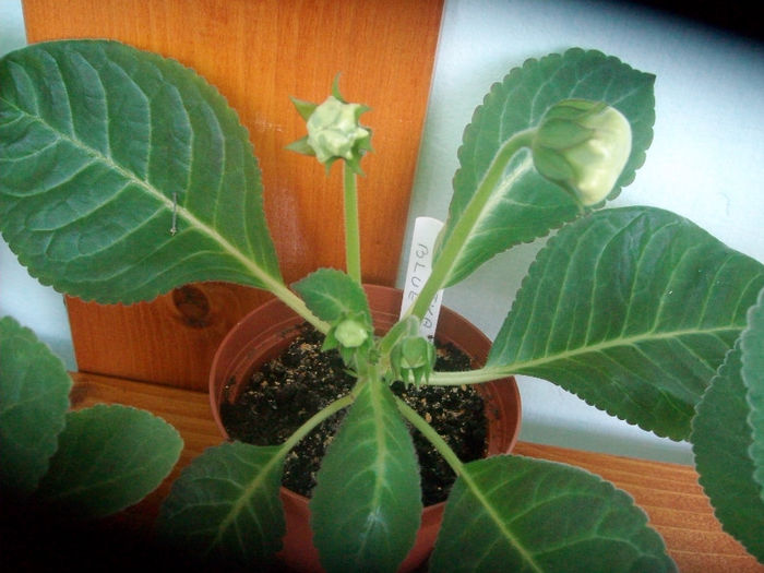 SANY5164 - Gloxinia-2013