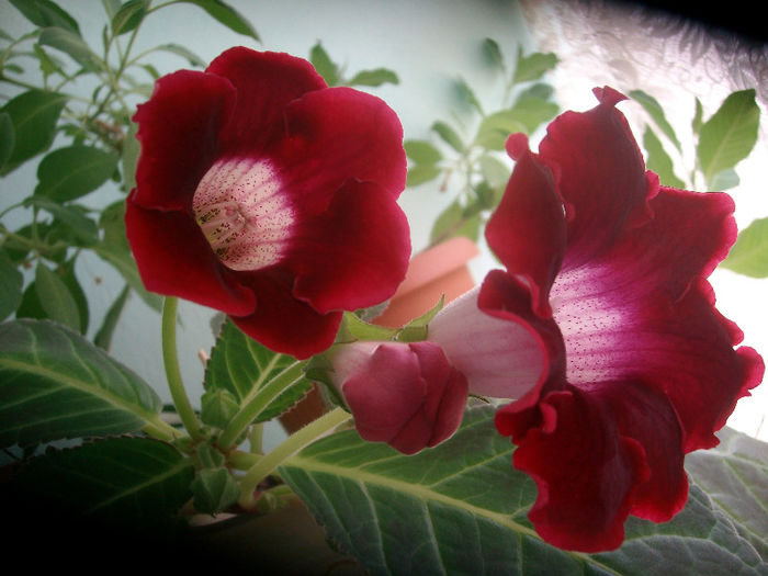 E frumoasa ca sufletul Florentinei... - Gloxinia-2013