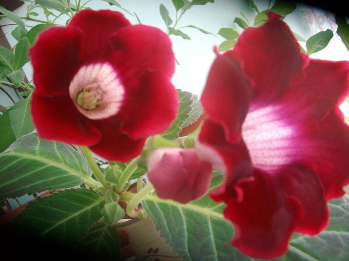 SANY5168 - Gloxinia-2013