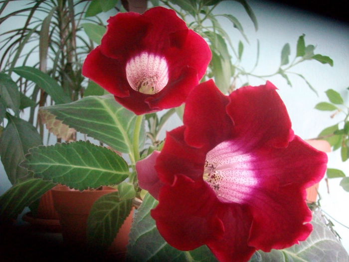 SANY5169 - Gloxinia-2013