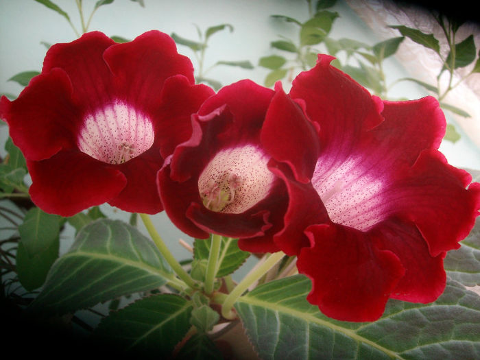 SANY5206 - Gloxinia-2013