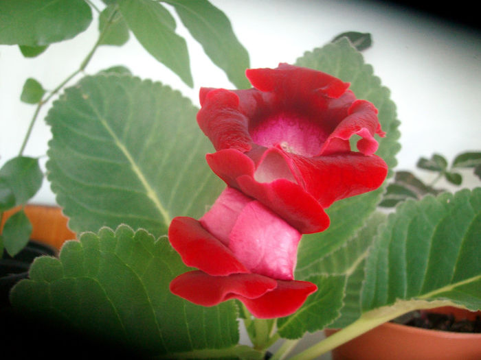 ETOILE DE FEU - Gloxinia-2013