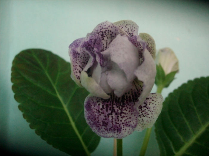 SANY5226 - Gloxinia-2013