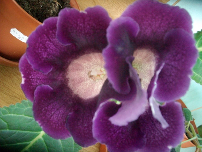 SANY5229 - Gloxinia-2013