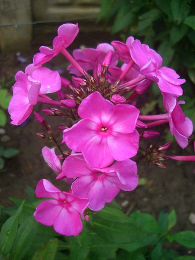 Phlox Tenor