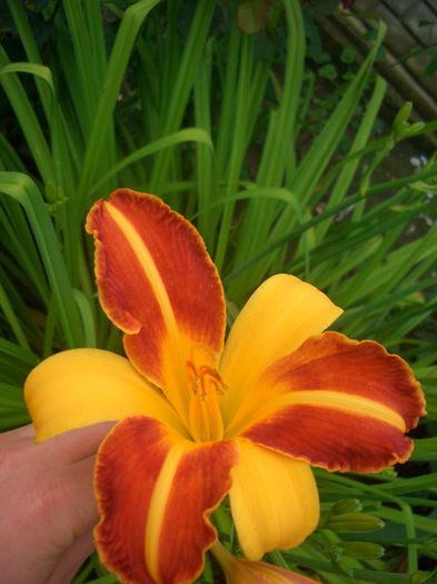 Hemerocallis Frans Halls - vara 2013