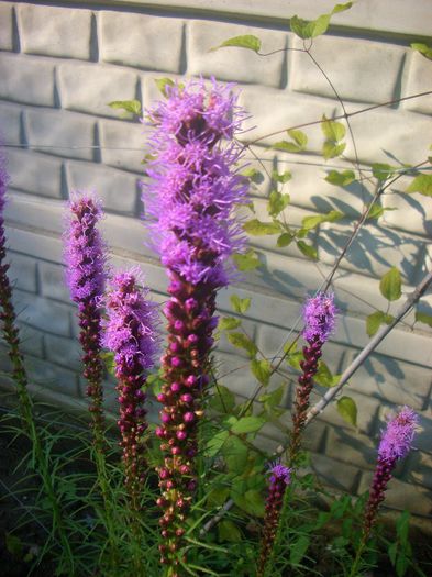 Liatris spicata - vara 2013