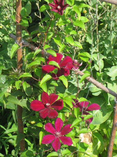 IMG_2681 - A    Inflorire CLEMATIS 2013  westerplatte