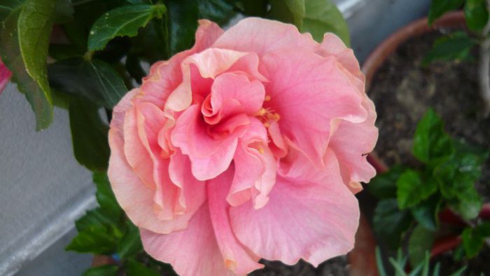 Picture 4815 - x 2013 Hibiscus rosa sinesis