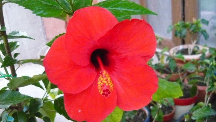 Picture 4816 - x 2013 Hibiscus rosa sinesis