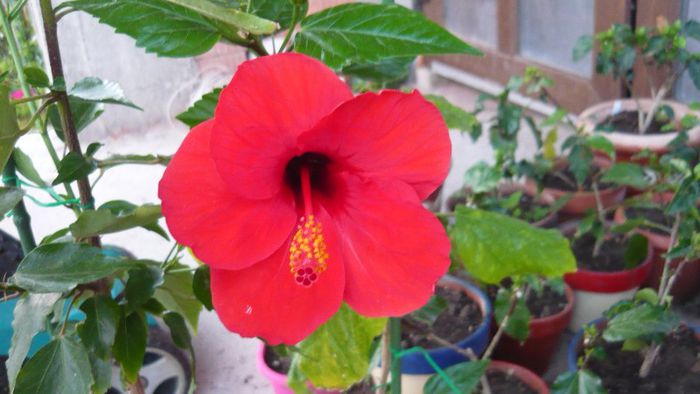 Picture 4817 - x 2013 Hibiscus rosa sinesis