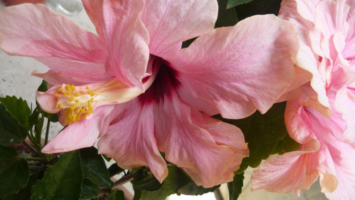 Picture 4824 - x 2013 Hibiscus rosa sinesis