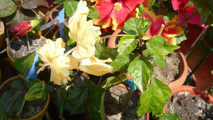 Picture 4828 - x 2013 Hibiscus rosa sinesis