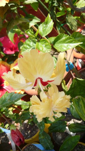 Picture 4829 - x 2013 Hibiscus rosa sinesis