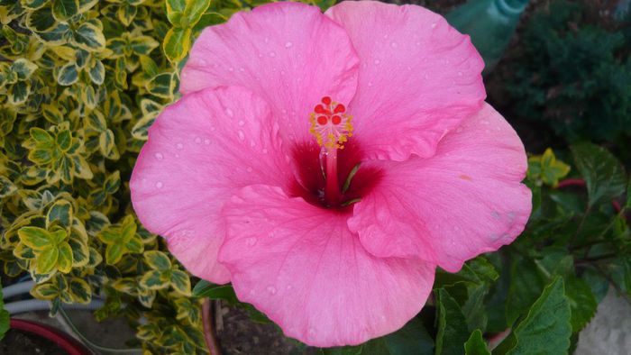 Picture 4849 - x 2013 Hibiscus rosa sinesis