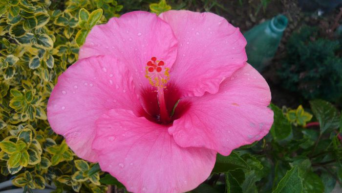 Picture 4850 - x 2013 Hibiscus rosa sinesis