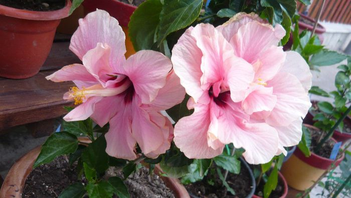 Picture 4853 - x 2013 Hibiscus rosa sinesis