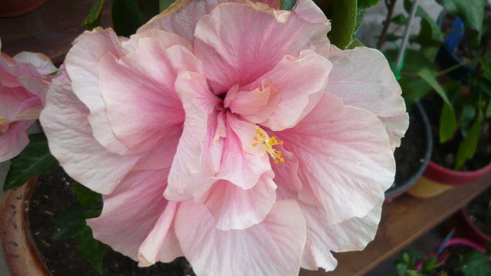 Picture 4854 - x 2013 Hibiscus rosa sinesis