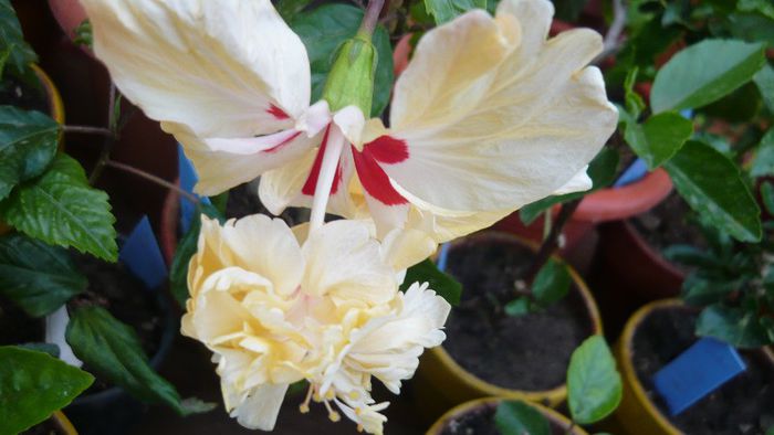 Picture 4855 - x 2013 Hibiscus rosa sinesis
