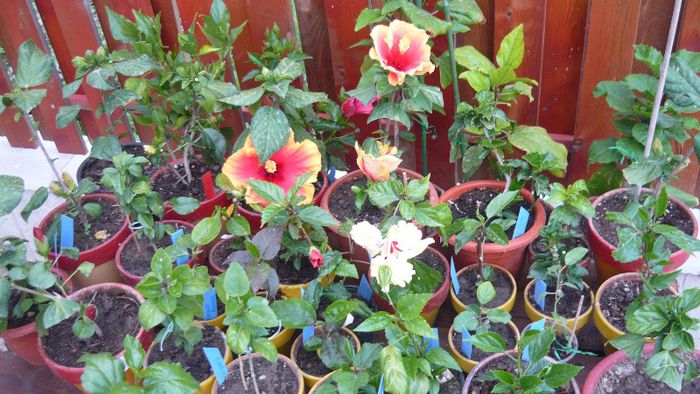 Picture 4856 - x 2013 Hibiscus rosa sinesis
