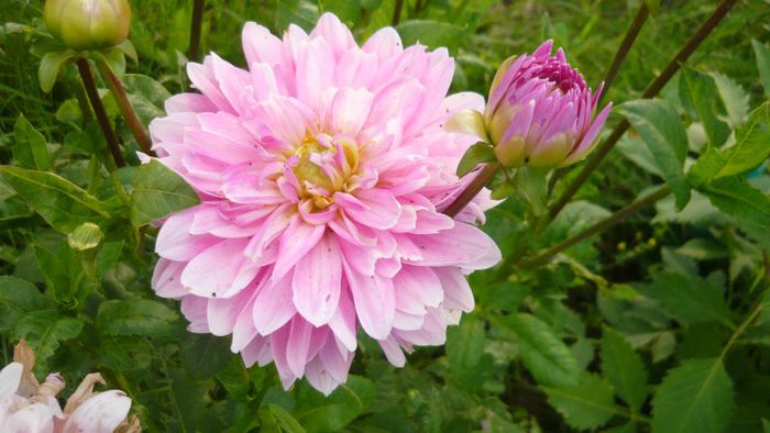 Picture 4885 - Mirajul verii