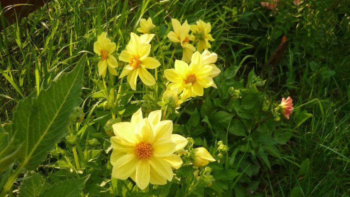 Picture 4890 - Mirajul verii