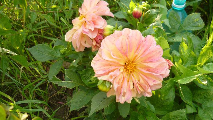 Picture 4891 - Mirajul verii