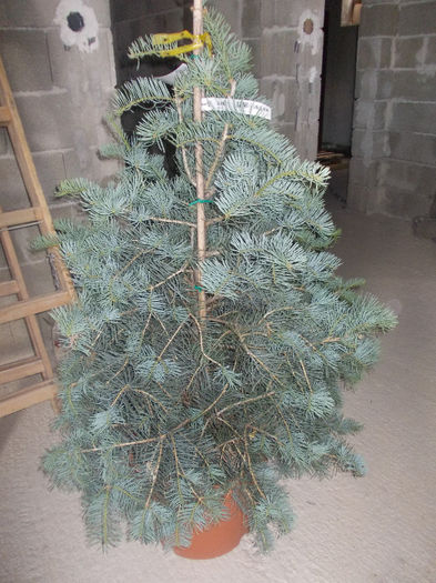 abies concolor; abies concolor
