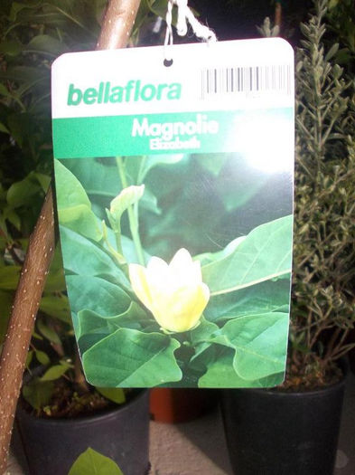 magnolie galbena - pomi ornamentali 2013