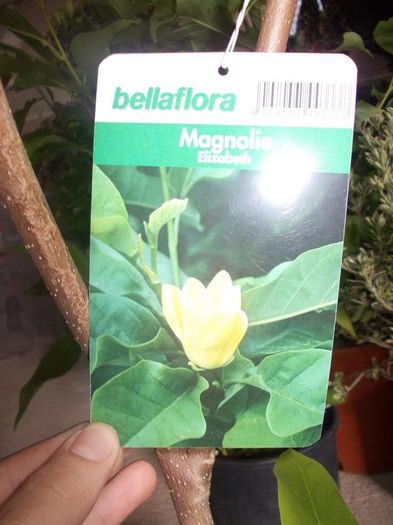 magnolie galbena