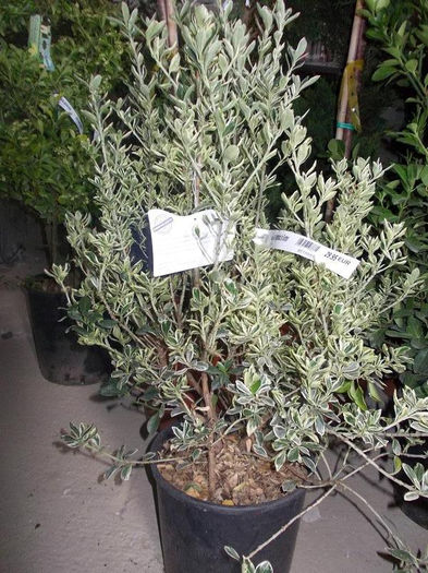 euonymus japonica - pomi ornamentali 2013