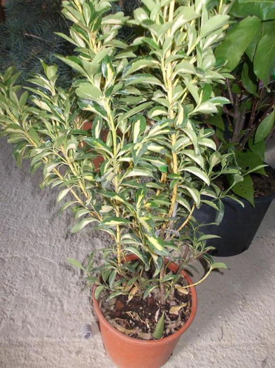 euonymus japonica - pomi ornamentali 2013