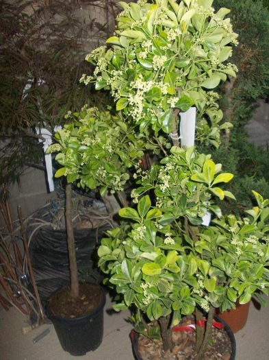 euonymus japonica in sorten - pomi ornamentali 2013