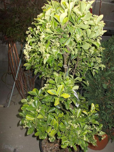 euonymus japonica in sorten - pomi ornamentali 2013