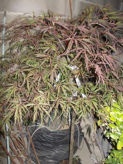 acer palmatum dissectum - pomi ornamentali 2013