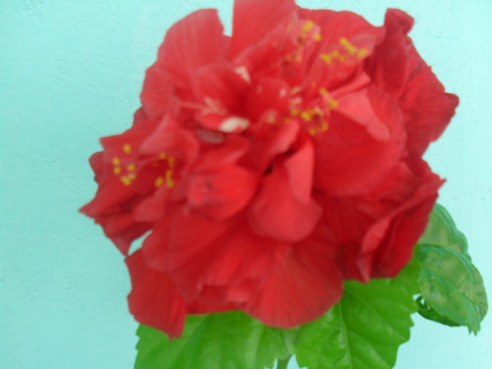 SDC10399 - HIBISCUS 2013