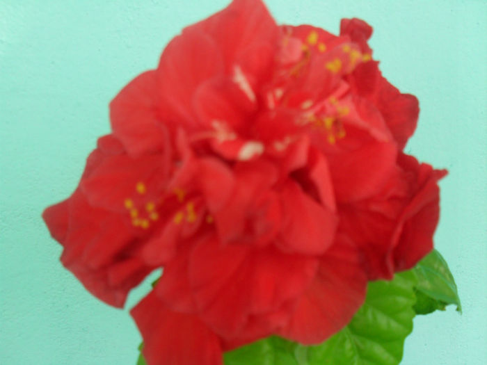 Classic Red - HIBISCUS 2013