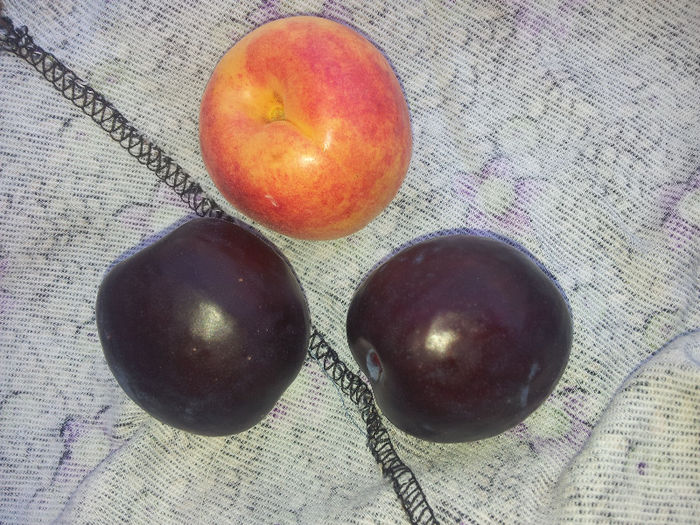 prune si caise timpurii - 8 Fructe