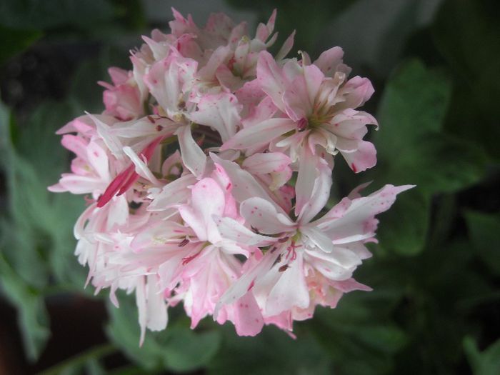  - 0 Din florile mele