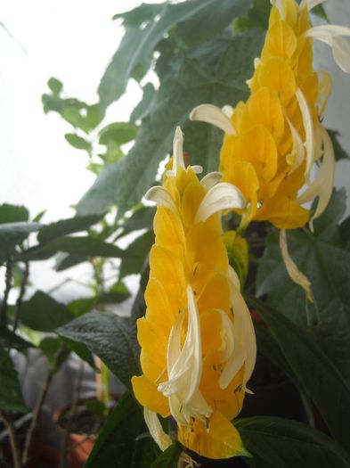  - 0 Din florile mele