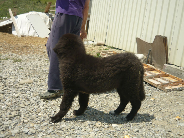 P1020906 - D1- CAINI CIOBANESTI DIN ZONA