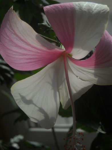  - 0 Din florile mele