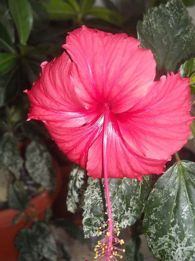  - 0 Din florile mele