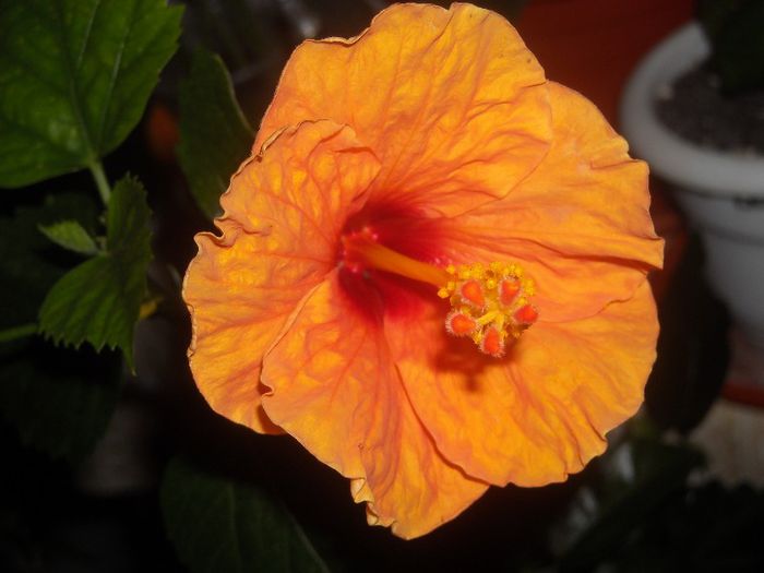  - 0 Din florile mele