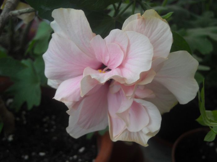  - 0 Din florile mele