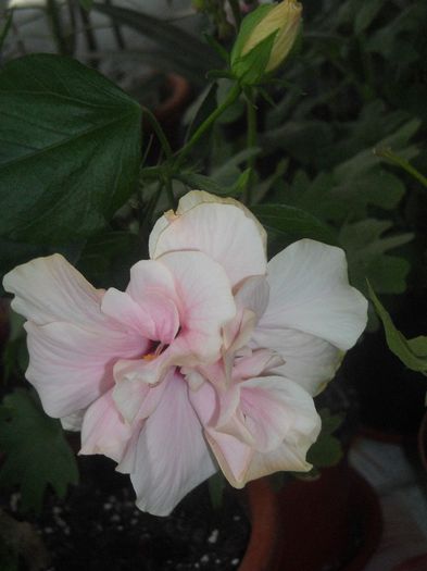  - 0 Din florile mele