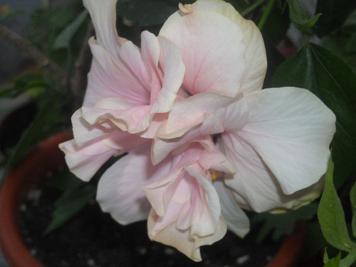  - 0 Din florile mele