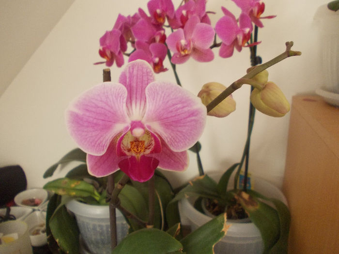 DSCN1427 - orhidee